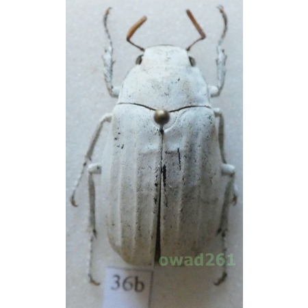 Lepidiota stigma (Fabricius, 1798) 26mm Thailand36b